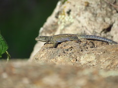 Sceloporus dugesii