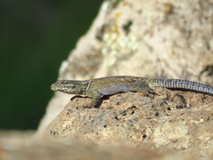 Sceloporus dugesii