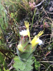 Mimetes palustris