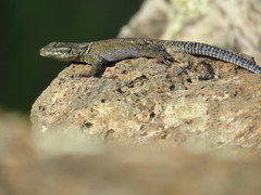 Sceloporus dugesii