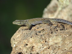 Sceloporus dugesii