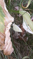 Pieris rapae