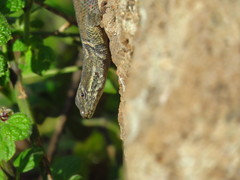 Sceloporus dugesii