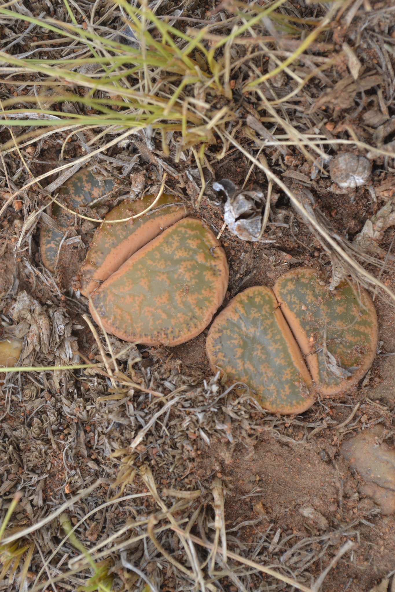 Lithops lesliei var. minor (N.E.Br.) D.T.Cole 2