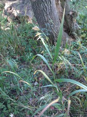 Bromus latiglumis
