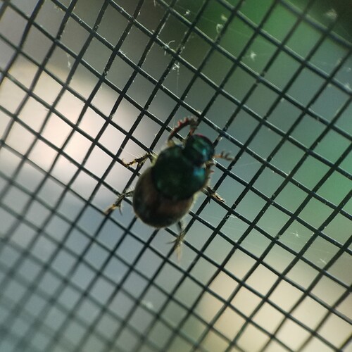 Onthophagus concinnus photo 5