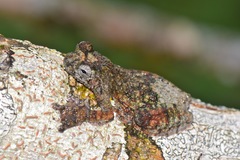 Dendropsophus marmoratus