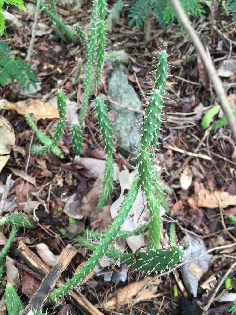 roving pricklypear