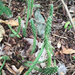Opuntia repens - Photo (c) James Mickley, alguns direitos reservados (CC BY-NC), uploaded by James Mickley