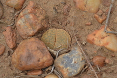 Lithops lesliei