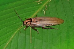 Blaberinae