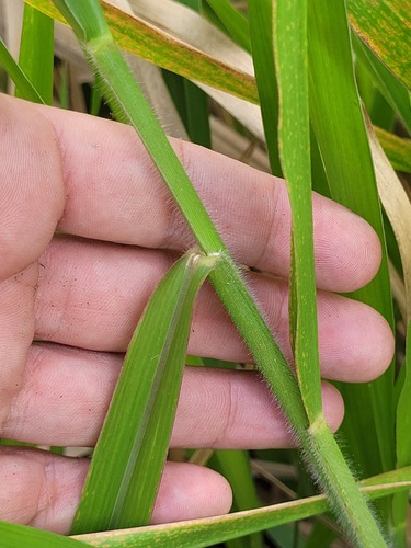 Foto de Braquiária