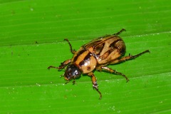 Cyclocephala amazona