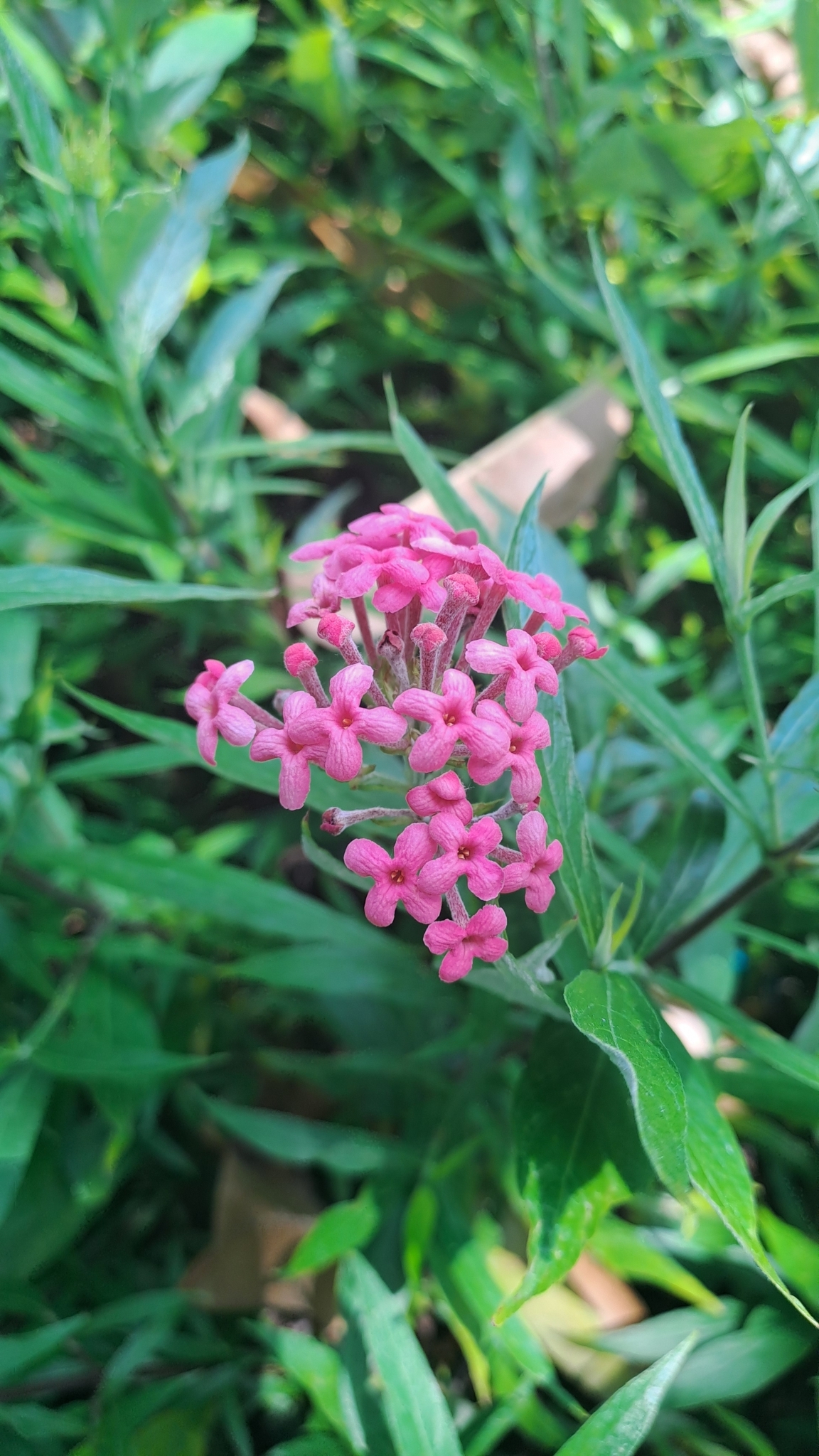 Arachnothryx leucophylla (Arachnothryx leucophylla)