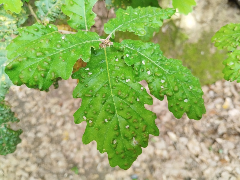 Aceria quercina