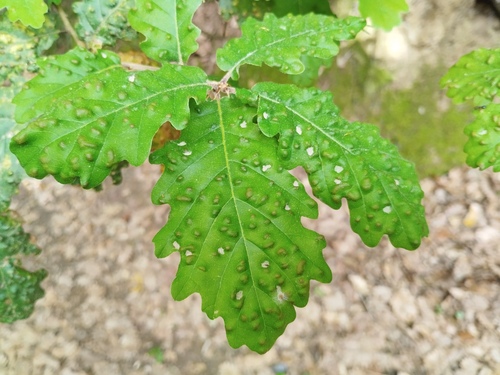 Aceria quercina