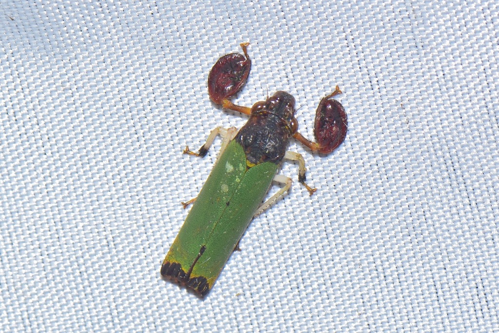 Peltocheirus