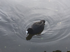 Fulica atra