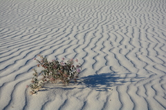 Abronia angustifolia