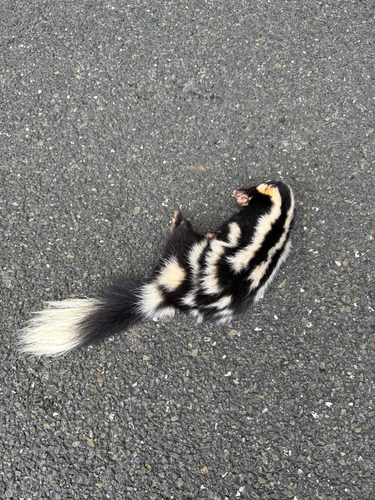 セイブマダラスカンク