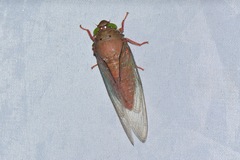 Carineta rufescens