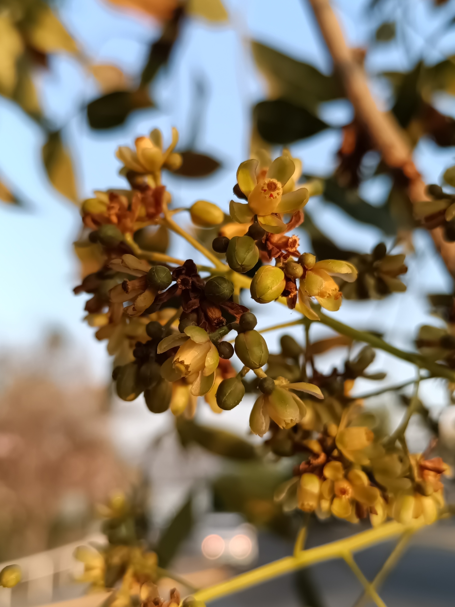 Imagem de Swietenia humilis
