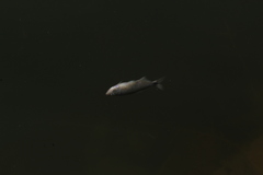 Oligosarcus jenynsii