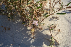 Abronia angustifolia