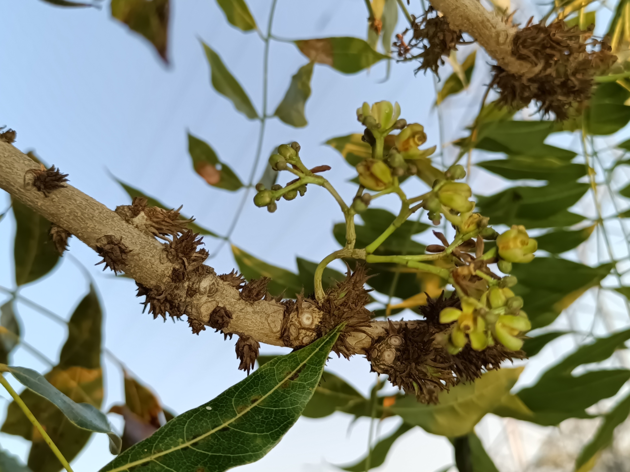 Imagem de Swietenia humilis