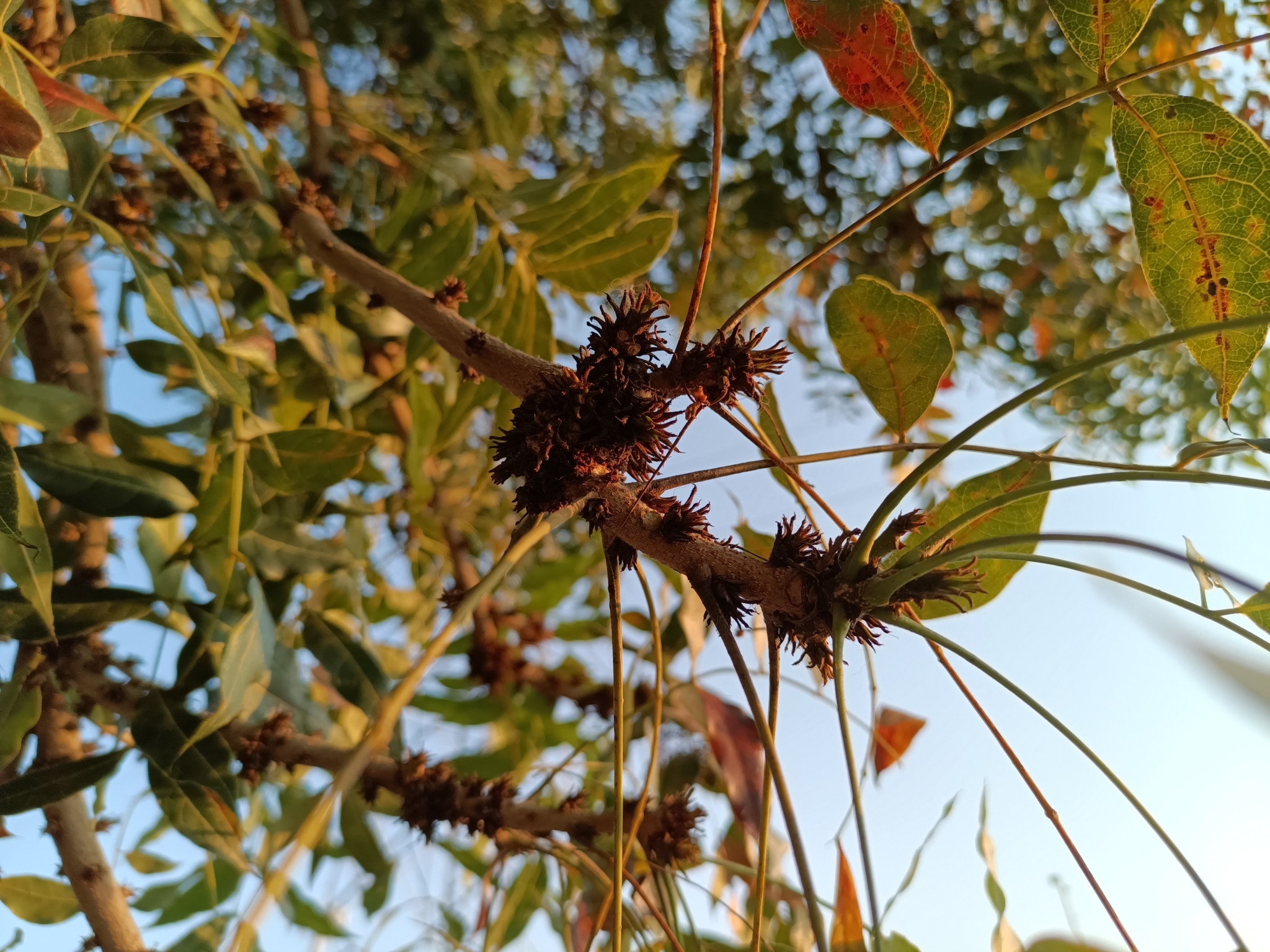 Imagem de Swietenia humilis