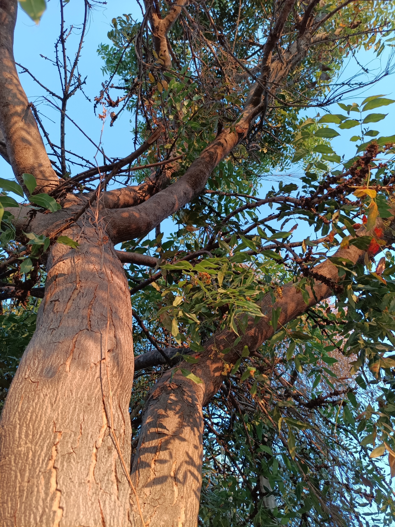 Imagem de Swietenia humilis