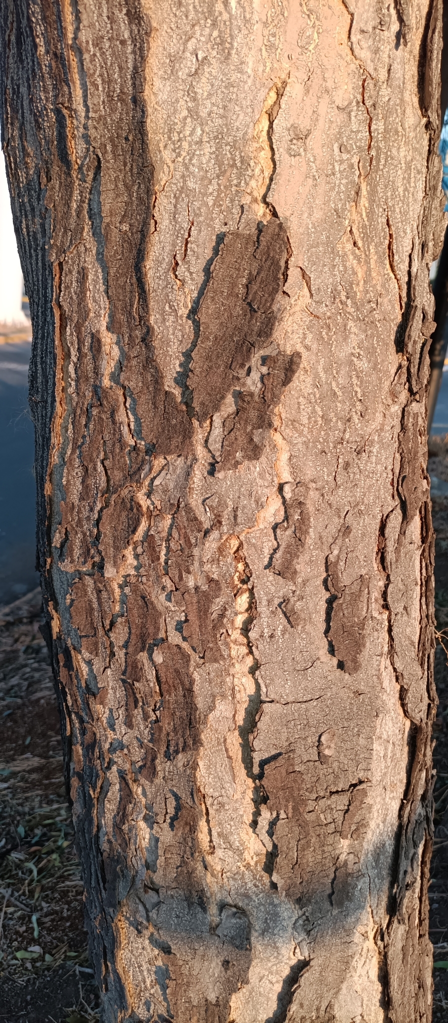 Imagem de Swietenia humilis