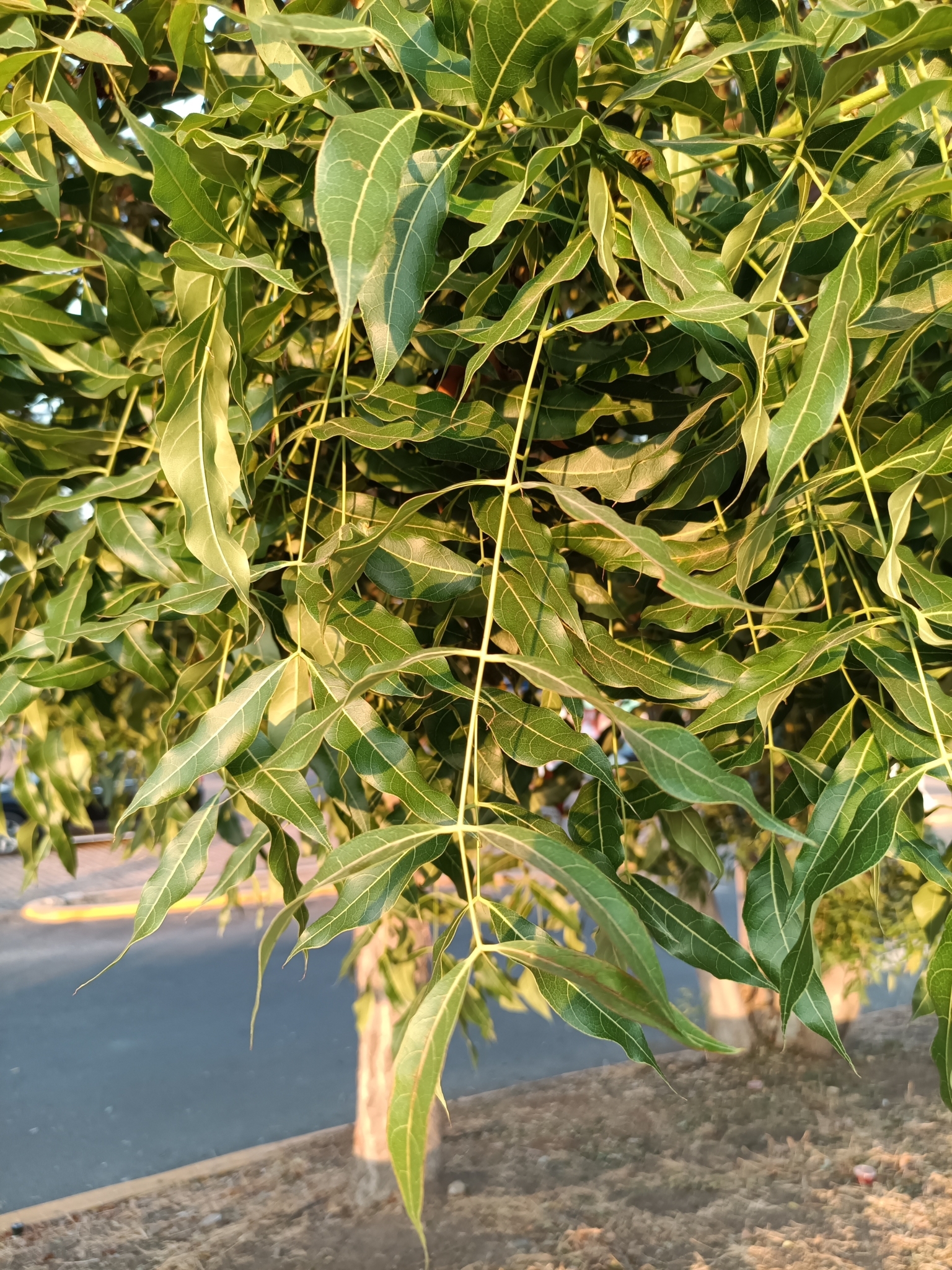 Imagem de Swietenia humilis