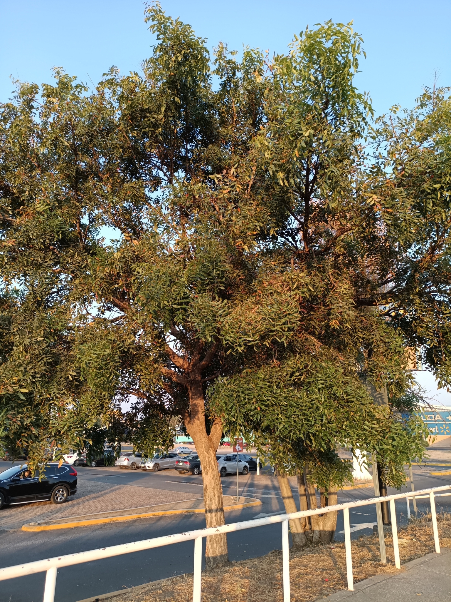 Imagem de Swietenia humilis