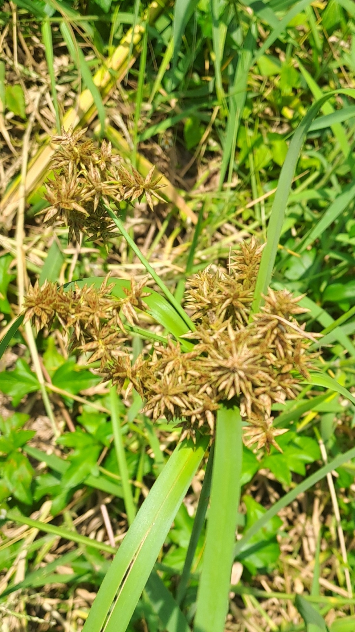 Cyperus javanicus — ảnh 2