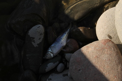 Oligosarcus jenynsii