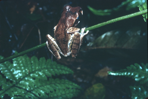 Ocellated Forest Tree Frog, Leptopelis ocellatus