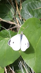 Pieris rapae