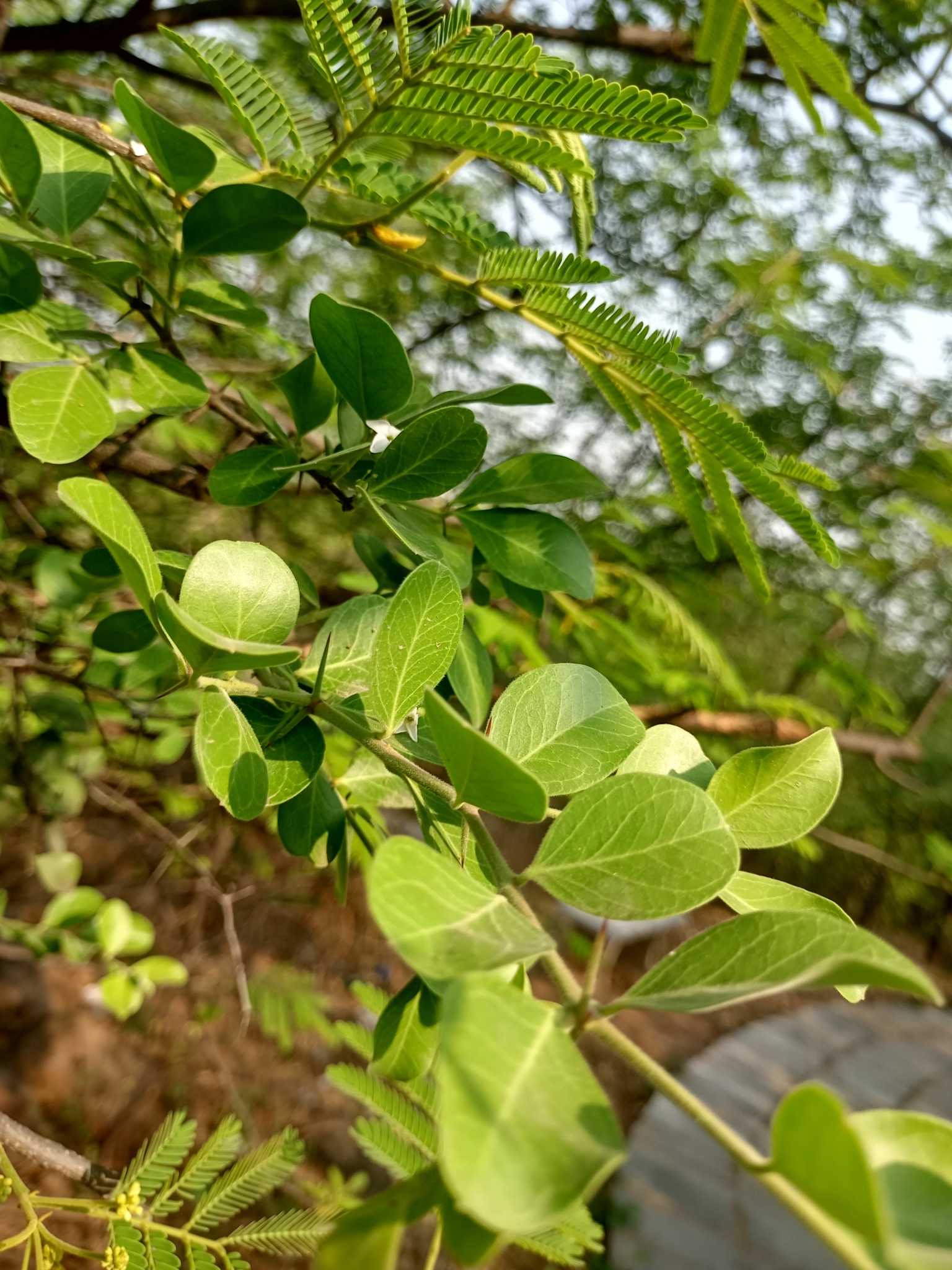 Imagem de Carambola-de-espinho