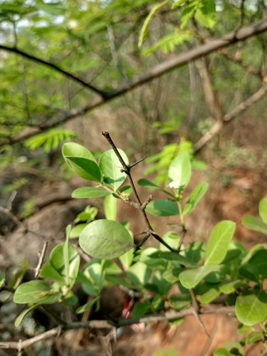 Foto de Carambola-de-espinho