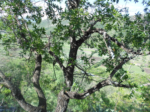 Mexican red oak
