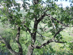 Quercus canbyi