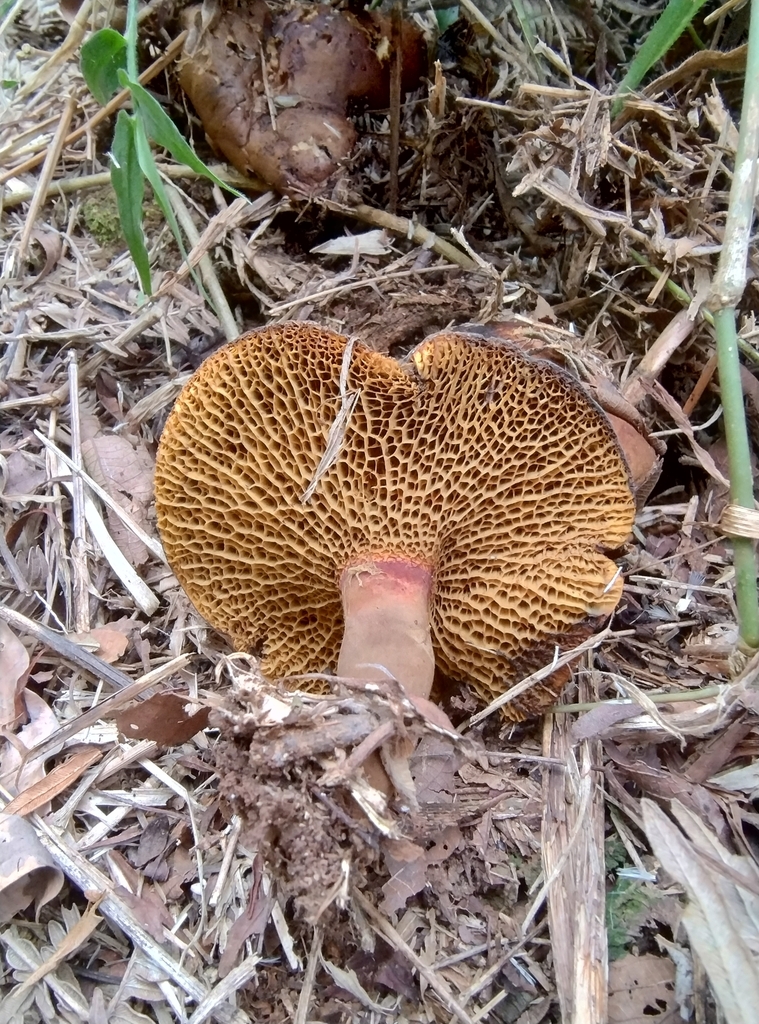 Boletinellus rompelii · May 2025 · photo: © lelacappelli (iNaturalist, cc0)
