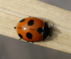 Coccinella magnifica