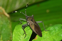 Molchina hopei