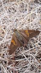 Epargyreus clarus