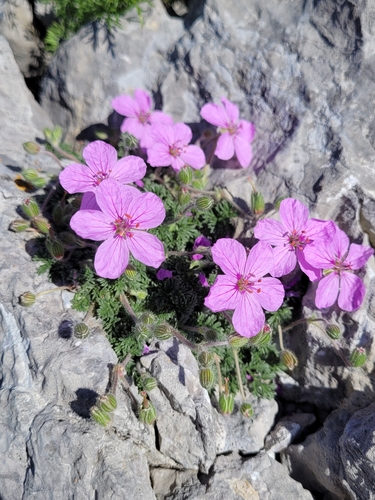 Rock stork's-bill (Erodium foetidum)