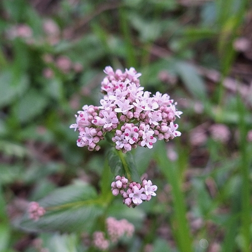 Image of Valeriana dioica by (c) Marek Hrušovský, some rights reserved (CC BY)