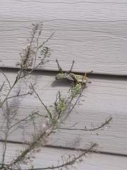 Acrididae