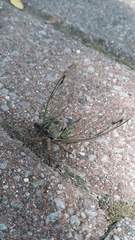 Neotibicen linnei